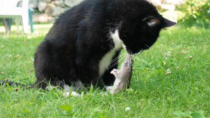 Cat Eating Dead Animal 