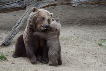 Fototapeta premium ours