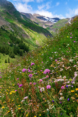 Fototapeta premium Flowering alpine meadow against mountains with snow patches