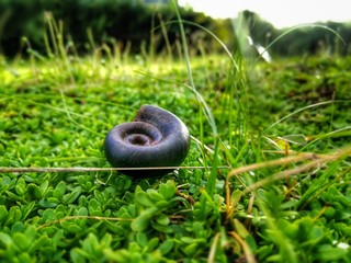 Black snail shell on grass