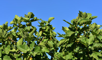 A treetop of a fig tree with leaves and green figs against blue sky in Sicily