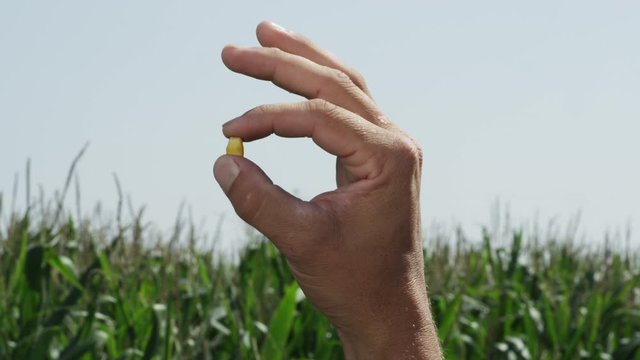 Close up slow motion, holding a single corn kernel