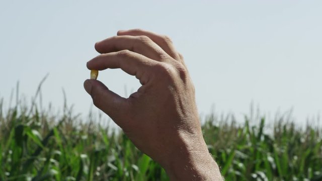 A Single Corn Kernel