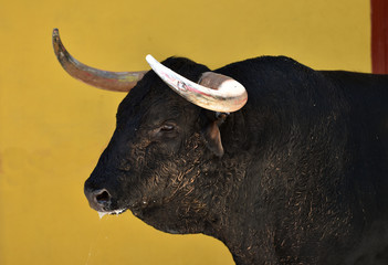 cabeza de toro español con grandes cuernos
