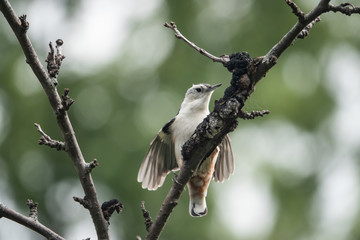 White Breasted Nuthatch Perched on Branch in Summer
