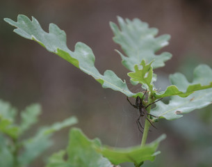 Dangerous spider on a tree.