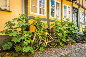 Fototapeta na wymiar a bicycle at a house-wall is overgrown by hollyhocks in Faaborg, Denmark
