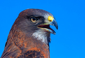 Swainson's Hawk Close Up
