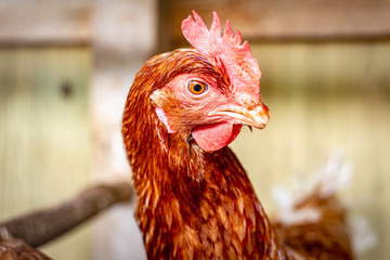 Hens in the Henhouse