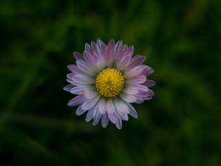 Obraz premium Beautiful spring flower with its petals open