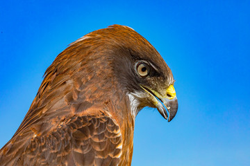 Swainson's Hawk Close Up