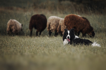 Border collie dog herds sheep