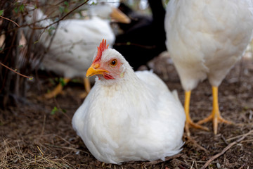 Young Chick on Farm