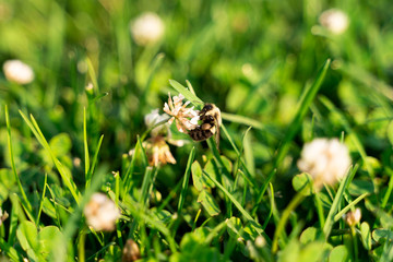 Honey Bee Foraging Nectar from White Flower