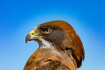 Swainson's Hawk Close Up