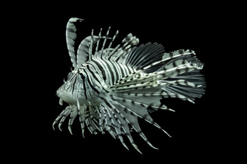 Lone lionfish with black background