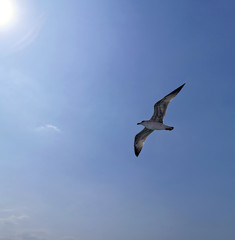 Flying seagull on the sky under the sun