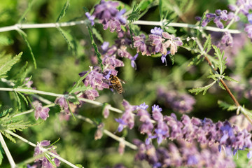 Honey Bee Foraging Nectar from Purple Flower