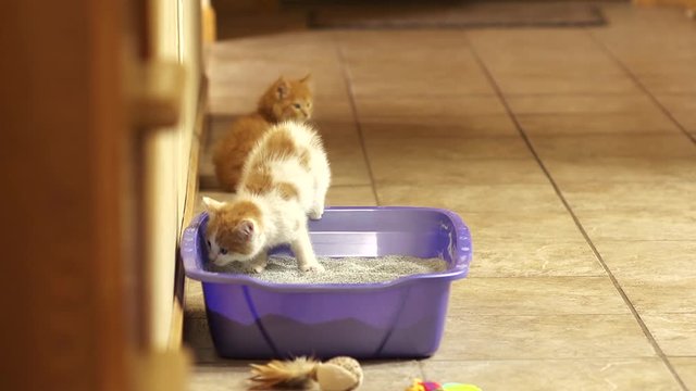 Close up, kittens in litter box