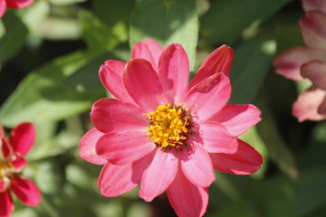 Obraz premium Fleur rose