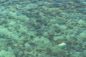Clear water can see corals and fish in Samaesarn Beach Chonburi Thailand