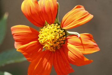 Fleur orange
