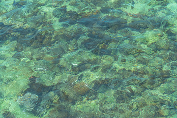 Fototapeta na wymiar Clear water can see corals and fish in Samaesarn Beach Chonburi Thailand