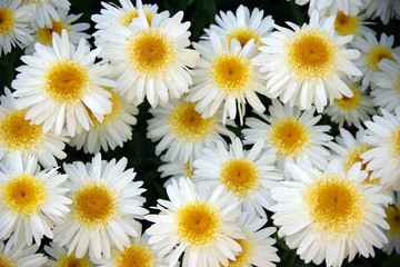 Obraz premium Direct top view onto a field fresh bright daisies on a warm summer day