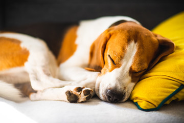 Funny Beagle dog tired sleeps on a cozy sofa, couch, on yellow cushion