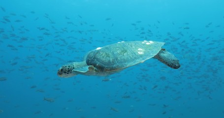 Green Turtle, (Chelonia mydas) swimming on the reefs of the Sea of Cortez, Baja California Sur, Mexico.