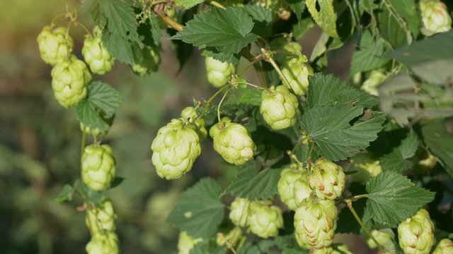 Scenic sunset with sunflare and rays of green hop humulus in slow motion