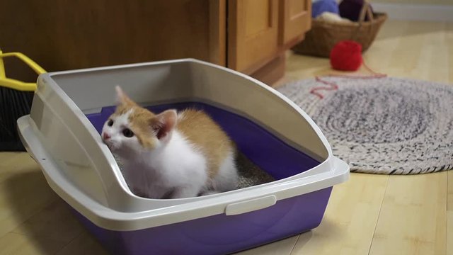 Close up, kitten runs to litter box