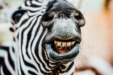 the smiling zebra