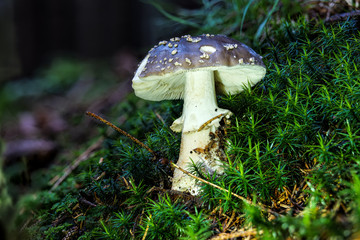 Detailaufnahme mit hoher Schärfentiefe eines tödlich giftigen Pantherpilzes auf moosigem Waldboden und leicht unscharfem Hintergrund