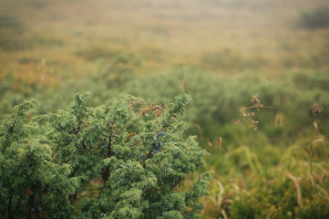 Hiking in the Low Tatra mountains in Slovakia, almost alone on the ridgeway, only majestic mountains