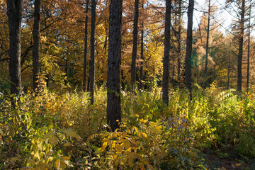 Autumn sunny landscape. Forest nature