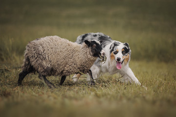 Aussie dog herding sheep  - Powered by Adobe