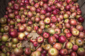 Apples to Apples