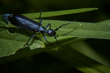 insect in nature