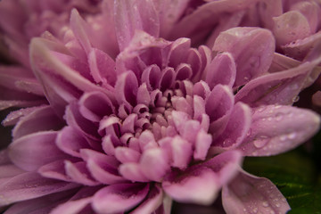 Lavender Chrysanthemum