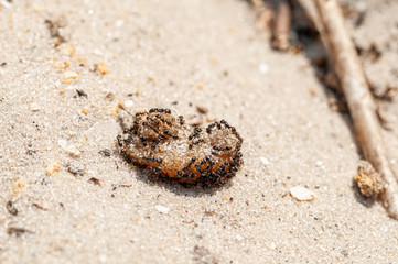 Ants eating jam on the yellow sand