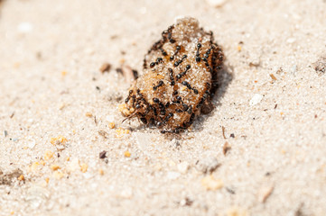 Ants eating jam on the yellow sand