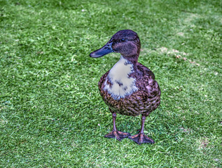 Duck