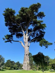 tree on top of the hill
