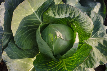 Fototapeta premium White cabbage on a growing garden bed. Closeup.