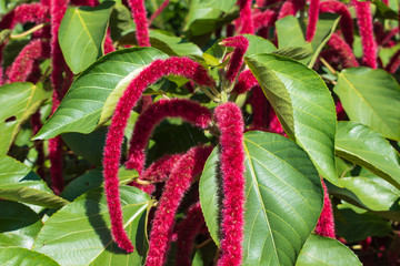 Red Amaranthus