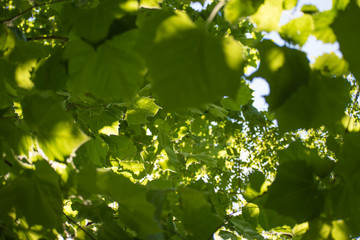 American Sycamore Leaf Tunnel Vision