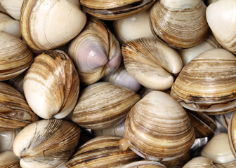 fresh raw Surf clam background