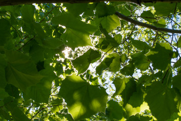 American Sycamore Leafs Glow