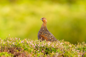 Red Grouse male, with red eyebrow,  facing left  in blooming pink heather with clean, green background.  Landscape, horizontal, space for copy.